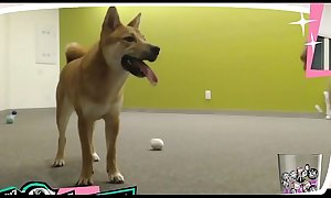 Braless Twitch Streamer Plays With Doggo