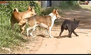Cambodian Shepherd Vs Carolina Dog In Khnar Char Village Part 1