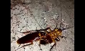 La cucaracha le come la cuca a la racha