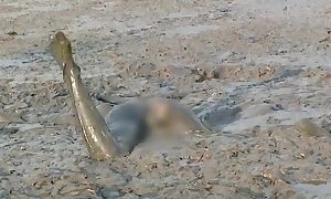 Cocoa soft deep mud diving